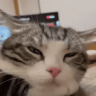 😼 b8a5be26 кот, животное, питомец, домашний кот, кошачий telegram sticker