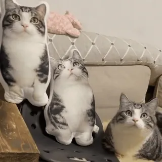 😼 c8302854 кот, домашнее животное, питомец, подушка, милый, смешной, животное telegram sticker