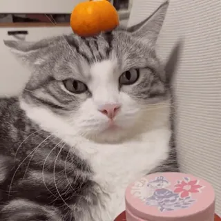 😼 cd091be9 кот, тыква, хэллоуин, питомец, животное, милый, осень, домашняя кошка telegram sticker