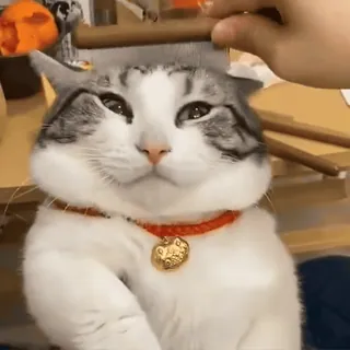 😼 d6497ebe кот, питомец, животное, милый, груминг, домашняя кошка telegram sticker