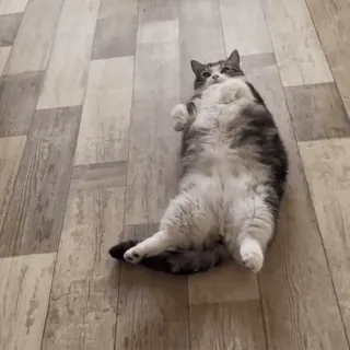 😼 d8d126ca кот, домашнее животное, животное, домашняя кошка, милый, смешной, ленивый telegram sticker