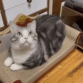 😼 dfd0460d кот, домашнее животное, кошачий, животное, домашний кот, серый, полосатый telegram sticker