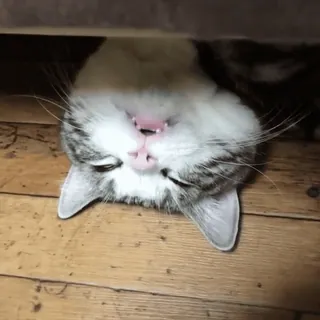 😼 e25f2c51 кот, животное, домашнее животное, милый, домашний, млекопитающее telegram sticker