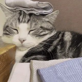 😼 e3221276 кот, животное, спящий, милый, питомец, домашний кот telegram sticker