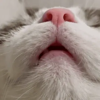 😼 e90f6337 кот, спящий, крупный план, животное, домашнее животное, милый telegram sticker