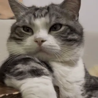 😼 ec9170e5 кот, животное, домашнее животное, милый, млекопитающее, кошачий telegram sticker