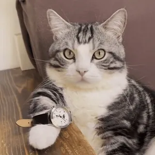 😼 f41e2e14 кошка, животное, часы, домашнее животное, полосатый кот, млекопитающее telegram sticker