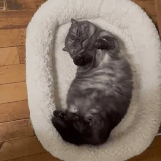 😼 f59e37df кот, спящий, питомец, кошачий, животное, кровать telegram sticker