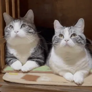 😼 f8cf9e9b кошки, домашние животные, животные, домашние животные, полосатые кошки, кошачьи telegram sticker