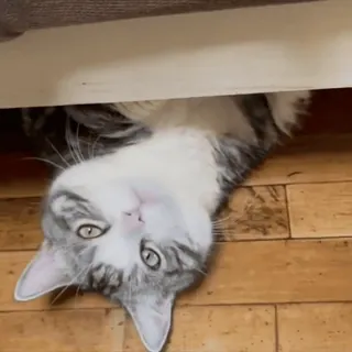 😼 fb80b8d5 кот, животное, домашнее животное, домашняя кошка, серый, белый, млекопитающее, вверх ногами telegram sticker