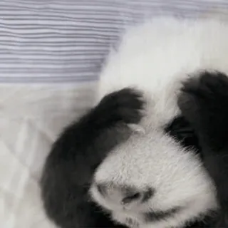 🐼 390437bc Panda, Schattig, Dier, Baby, Slaperig, Verstoppen telegram sticker