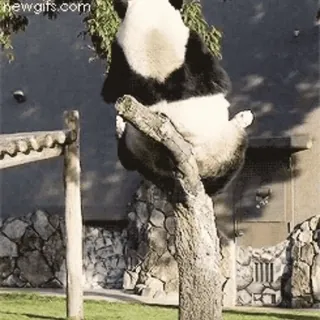 🐼 3cccdaa3 Panda, Beer, Dier, Boom, Klimmen, Schattig telegram sticker