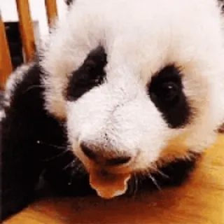 🐼 4bb31c16 dier, panda, schattig, beer telegram sticker