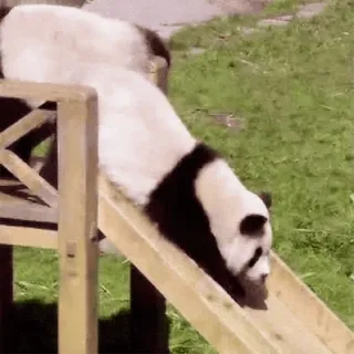 🐼 4daf44c0 Panda, Glijbaan, Dier, Schattig, Speels telegram sticker
