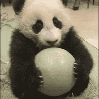 🐼 6364db20 Panda, Schattig, Bal, Dier, Beer telegram sticker