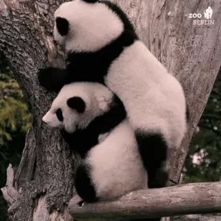 🐼 71e7b028 Panda, Dierentuin, Dieren, Schattig, Baby telegram sticker