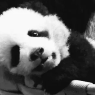 🐼 72c41087 panda, dier, schattig, beer, baby telegram sticker