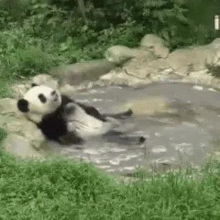 🛁 77969774 Panda, Dier, Leuk, Ontspannend, Water, Beer telegram sticker