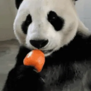 🍦 802380ab Panda, Dier, Eten, Wortel, Schattig telegram sticker