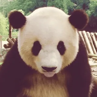 🐼 9dcb271c Panda, Dier, Schattig, Wilde dieren, Beer telegram sticker