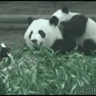 🐼 aa11fe76 panda, dieren, bamboe, schattig, natuur telegram sticker