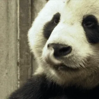 🐼 b32d5287 Panda, Dier, Schattig, Zoogdier, Dierentuin, Bamboe telegram sticker