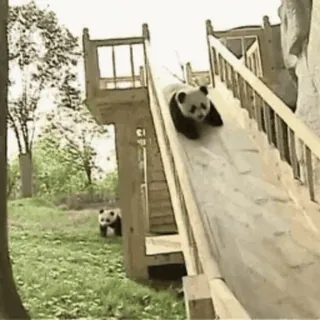 Панды @freetopsticker telegram stickers