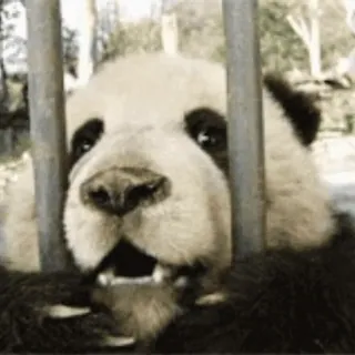 🐼 cbbd015f Panda, Dierentuin, Dier, Schattig, Beer telegram sticker