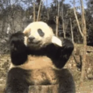 🐼 d98314bd Panda, Beer, Dier, Schattig, Grappig telegram sticker