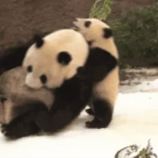 🐼 ddd95e9a panda, schattig, dieren, baby, moeder, knuffel telegram sticker