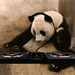 🐼 f7b9bba5 panda, DJ, muziek, dier, draaitafel telegram sticker
