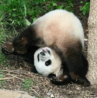 ✨ 495161c7 panda, cute, animal, wildlife, funny, playful, nature telegram sticker