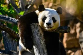 ✨ 51ce6dd8 panda, animal, bear, wildlife, nature, mammal telegram sticker