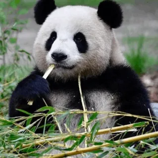 ✨ 9b84c54e panda, animal, bamboo, nature, wildlife, bear telegram sticker