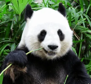 ✨ eff6126a panda, bear, animal, wildlife, bamboo, nature, cute telegram sticker