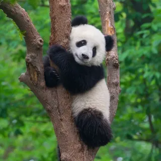 🐼 008b74e2 Panda, Animal, Urso, Escalada, Árvore, Fofo telegram sticker