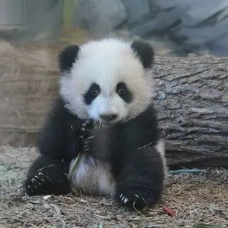 🐼 1788e0cc Panda, Animal, Fofo, Vida selvagem, Natureza, Zoológico telegram sticker