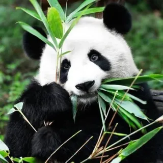 🐼 2035d1c2 Panda, Animal, Bambu, Fofo, Vida selvagem, Mamífero telegram sticker