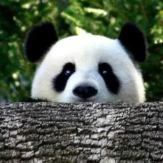 🐼 24f37a22 Panda, Animal, Natureza, Vida selvagem, Mamífero, Urso telegram sticker