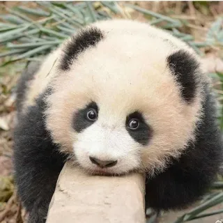 🐼 78f7c252 Panda, Fofo, Animal, Vida selvagem, Urso telegram sticker