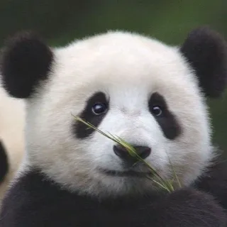 🐼 87197693 Panda, Animal, Urso, Vida selvagem, Fofo, Natureza, Bambu telegram sticker