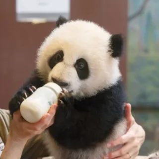 🐼 d6a94a1b panda, panda bebê, animal, fofo, mamífero, alimentando, mamadeira, zoo telegram sticker