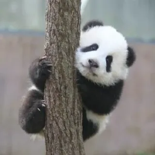 🐼 dab29299 Panda, Animal, Urso, Árvore, Escalada, Fofo, Vida selvagem telegram sticker