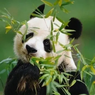 🐼 e0aad22e Panda, Animal, Bambu, Vida selvagem, Natureza, Mamífero telegram sticker
