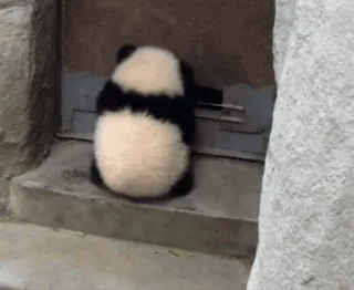 🐼 0263cccc パンダ, 動物, かわいい, 動物園, クライミング, クマ telegram sticker