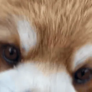 🌟 22da304d 動物, レッサーパンダ, 目, 毛皮, 哺乳類 telegram sticker