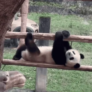 🌟 2c95c1f6 パンダ, 動物, 可愛い, クマ, 面白い, 遊び心 telegram sticker