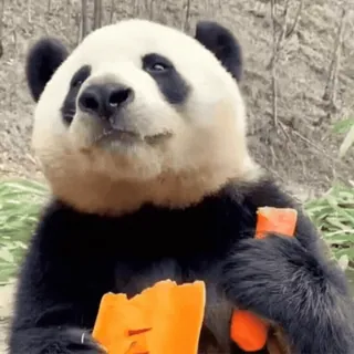 🌟 5699b891 パンダ, ニンジン, 動物, かわいい, 野生動物, クマ telegram sticker