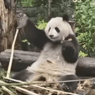 🌟 6a75763e パンダ, 動物, 竹, かわいい, 野生動物, 哺乳類 telegram sticker