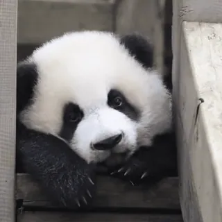 🌟 6c5684e0 パンダ, 動物, かわいい, クマ, 赤ちゃんパンダ, 野生動物 telegram sticker